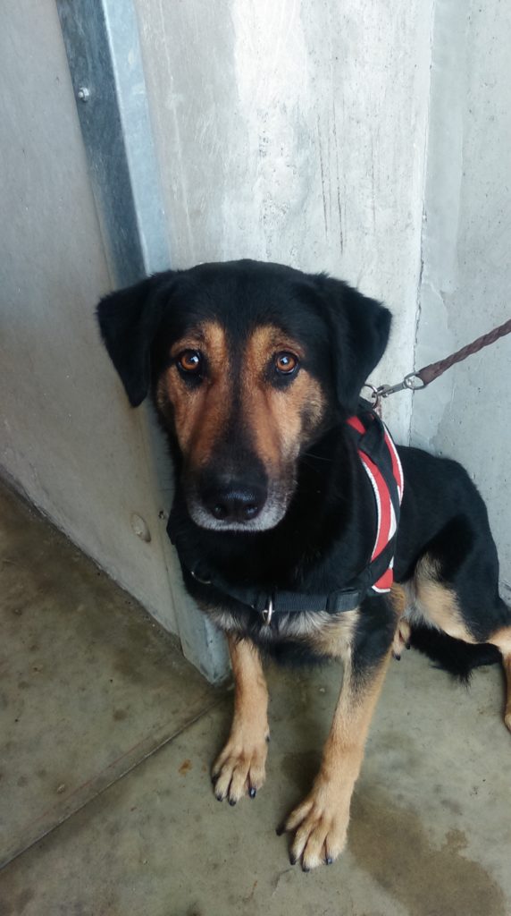 Adopter un chien SPA du Gers site officiel Part 2