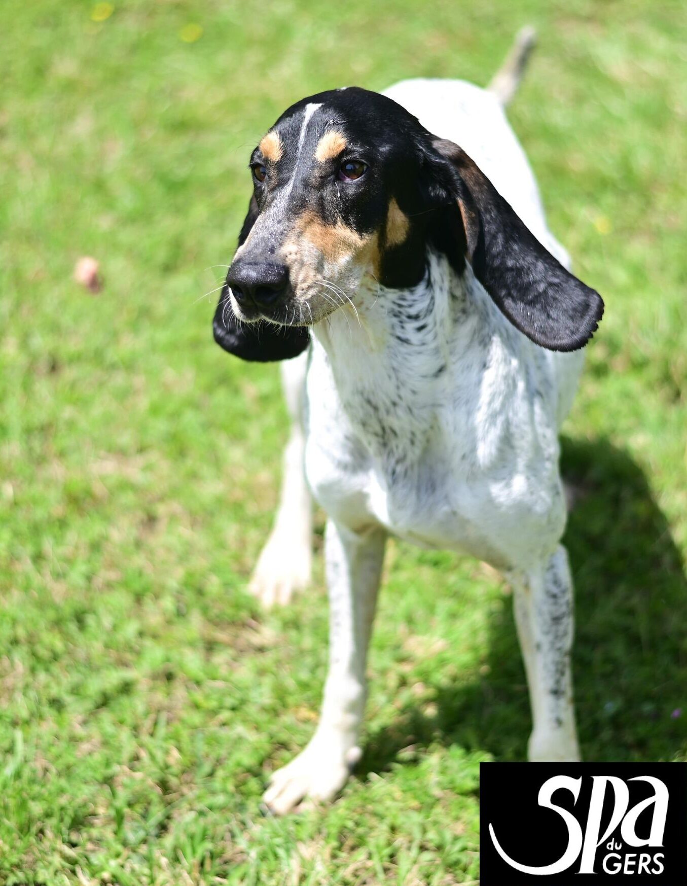 🆘️ Adoption en SOS 🆘️ Sansa – Née le 25/02/2021 – Stérilisée – 1 an de  refuge